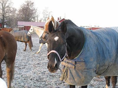 koulukisat07 ja syystalvi07 kuvia 022.jpg - M�� kans kuvaan! Sanoo Rabella.